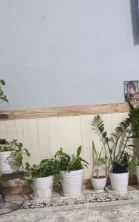 گل و گلدان همه ۳تومن