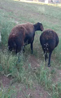 گمشده