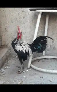 خروس جیور مرغ جیور رزکامپ