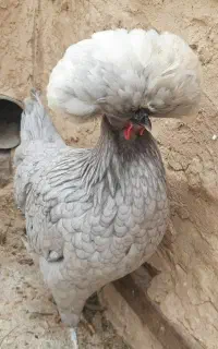 تخم نطفه دار لهستانی باکیفیت