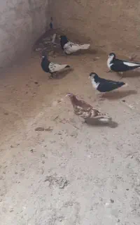 کفتر