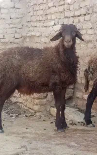 بره قوچی خوش جنس