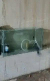 اکواریوم