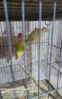 جفت کوتوله