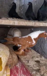 ککیلی. شازده.ترکیه