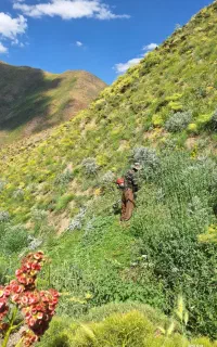 علف و لو کوهستان