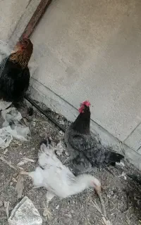 مرغ 1ساله3ماه