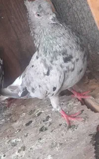 کبوتر