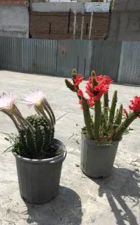 گل کاکتوس