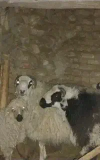 بره نر
