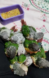 جوجه گرینچیک سرلاکی یلوساید