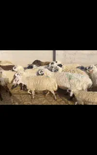 میش گوشتی