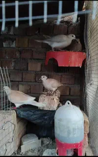 بلدر خانگی