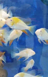 یک دنیا ماهی اکواریومی