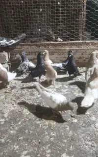 فروش چندجفت سینه نرماده
