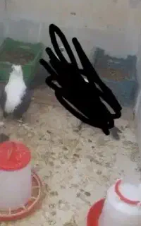 کبوتر گو م شده در شهر ک گلستان مهریک