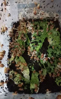 حلزون آلبینو
