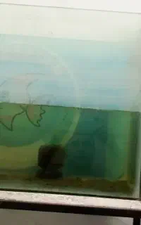 اکواریوم ۸۰ سانت