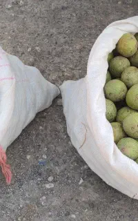 گردو