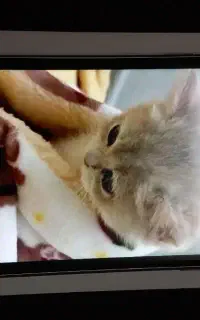ایفون ۱۱
