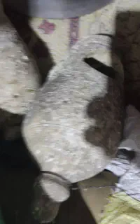 کوزه پرنده