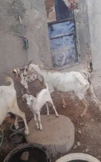 فروش بز و نری دو رگ سومال