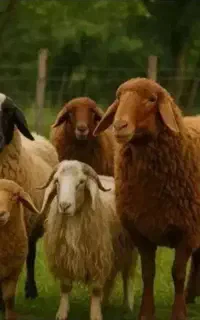 گوسفند زنده زیرنظر شهرداری تمام نقاط تهران 24س
