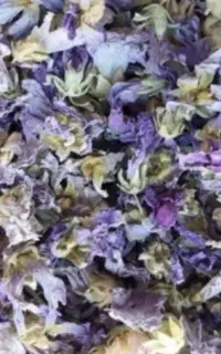 گل ختمی