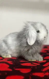 خرگوش مینی لوپ عروسکی