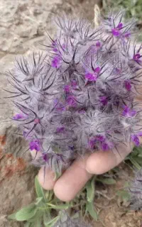 چای کوهی(به زبان محلی کُرکِ گربه) -آویشن