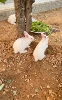 چهارتا خرگوش زیبا