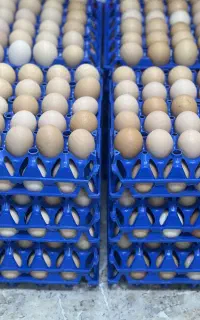 فروش تخم مرغ محلی عمده و تکی
