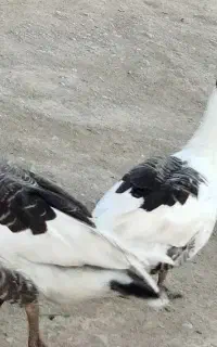 غاز