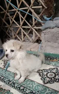 سگ پامر باهوش