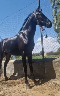کره سام طاهری