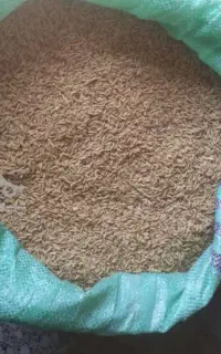بذر شالی شلتوک نشا برنج