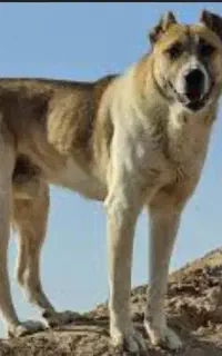 قبول واگذاری سگ گله