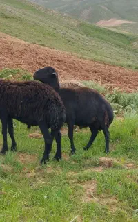 دو عدد بره قوچ