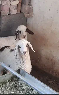بره نر و ماده