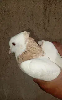 کبوتر