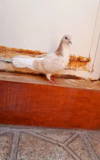 ساده