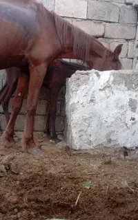 اسب درشور