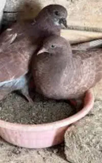 کبوتر رفته