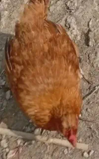 مرغ کرچ