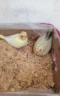 جوجه عروس هلندی