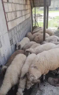 گوسفند زنده قربانی