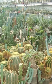 گلخانه کلکسیون کاکتوس