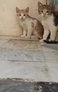 گربه