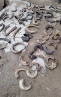 تعدادی شاخ مناسب برش و کارای تزئینی و دسته چاقو