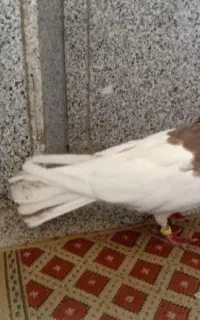طوقی کاکلی سرکه ای و کبوتر تهرانی